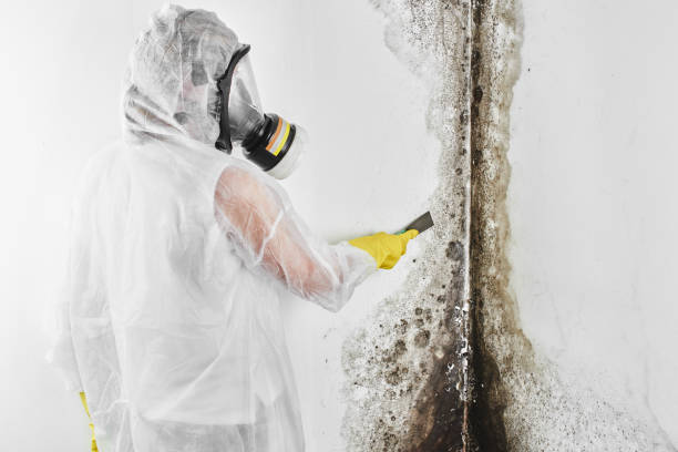 Best Residential Mold Removal  in Kutztown, PA
